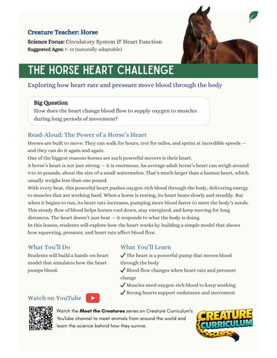 Circulation and Blood Flow - Horses