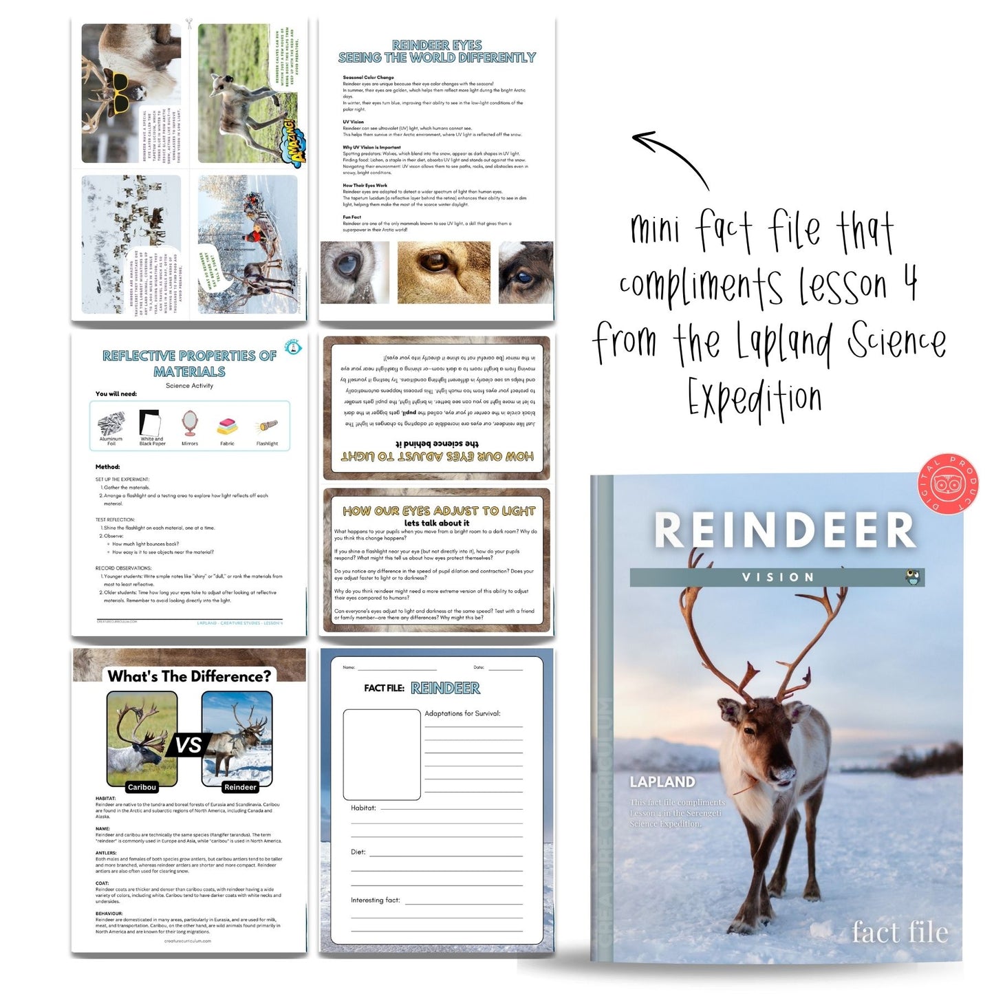 Polar Animals Fact File Bundle