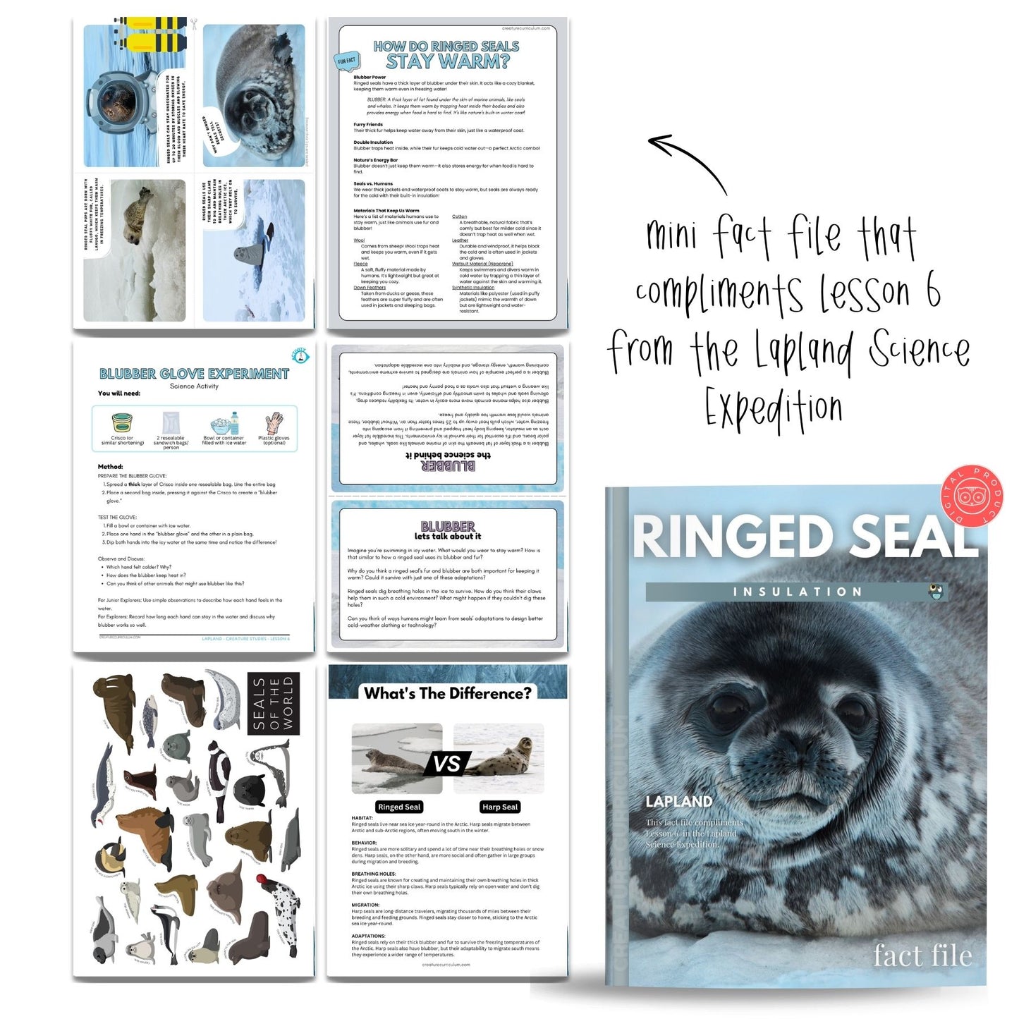 Polar Animals Fact File Bundle