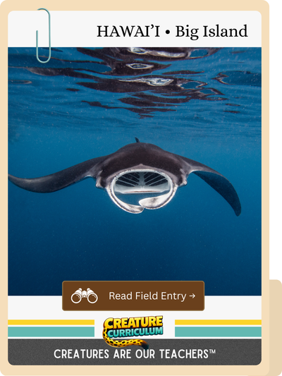 Manta Rays & Filter Feeding Under Night Skies