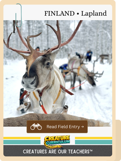 Reindeer & Surviving the Arctic Winter