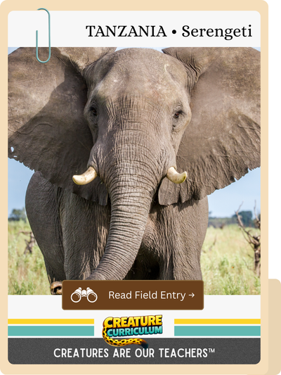 Elephants & Water in the Dry Season