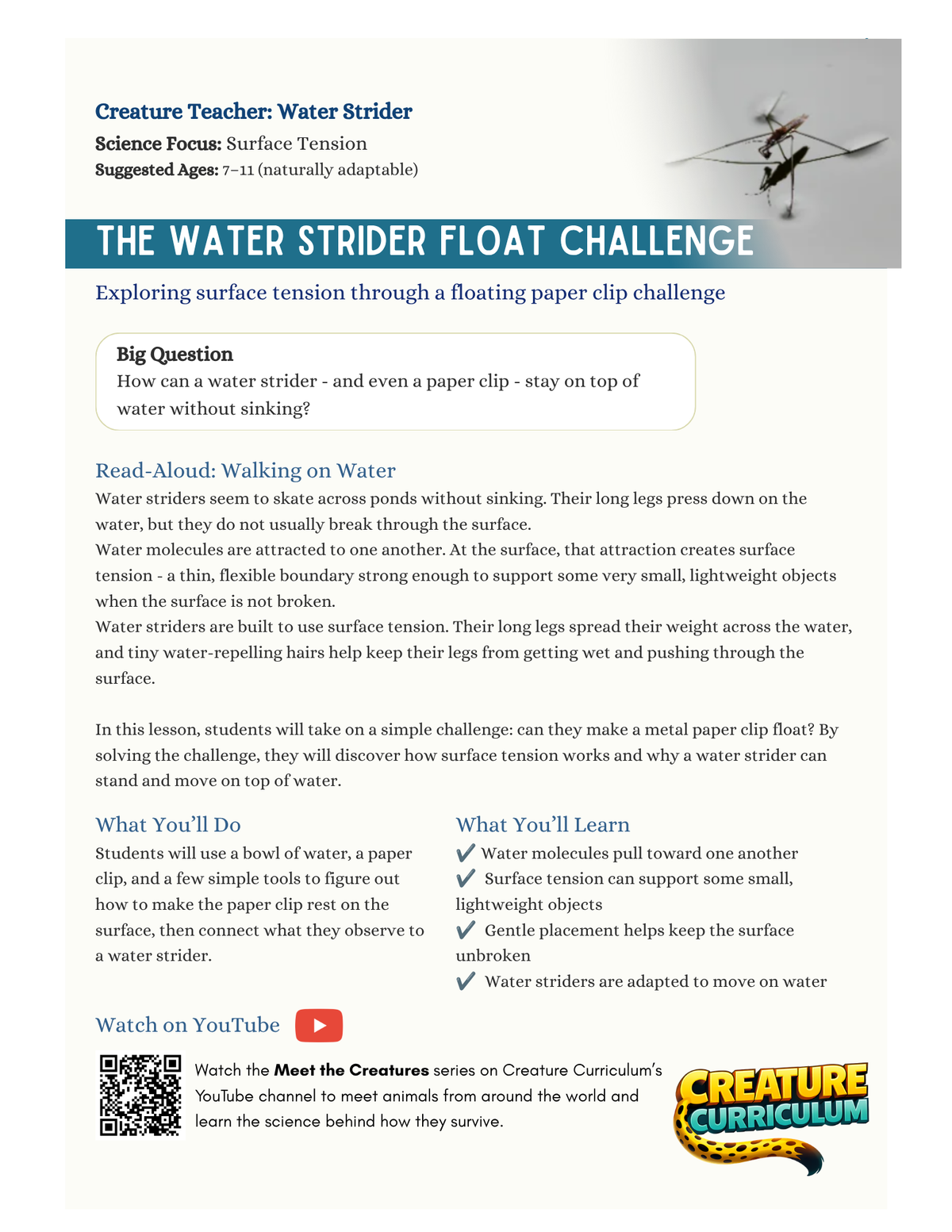 Surface Tension & Floating - Water Striders