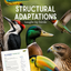 Structural Adaptations & Beak Function - Birds