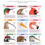 Structural Adaptations & Beak Function - Birds