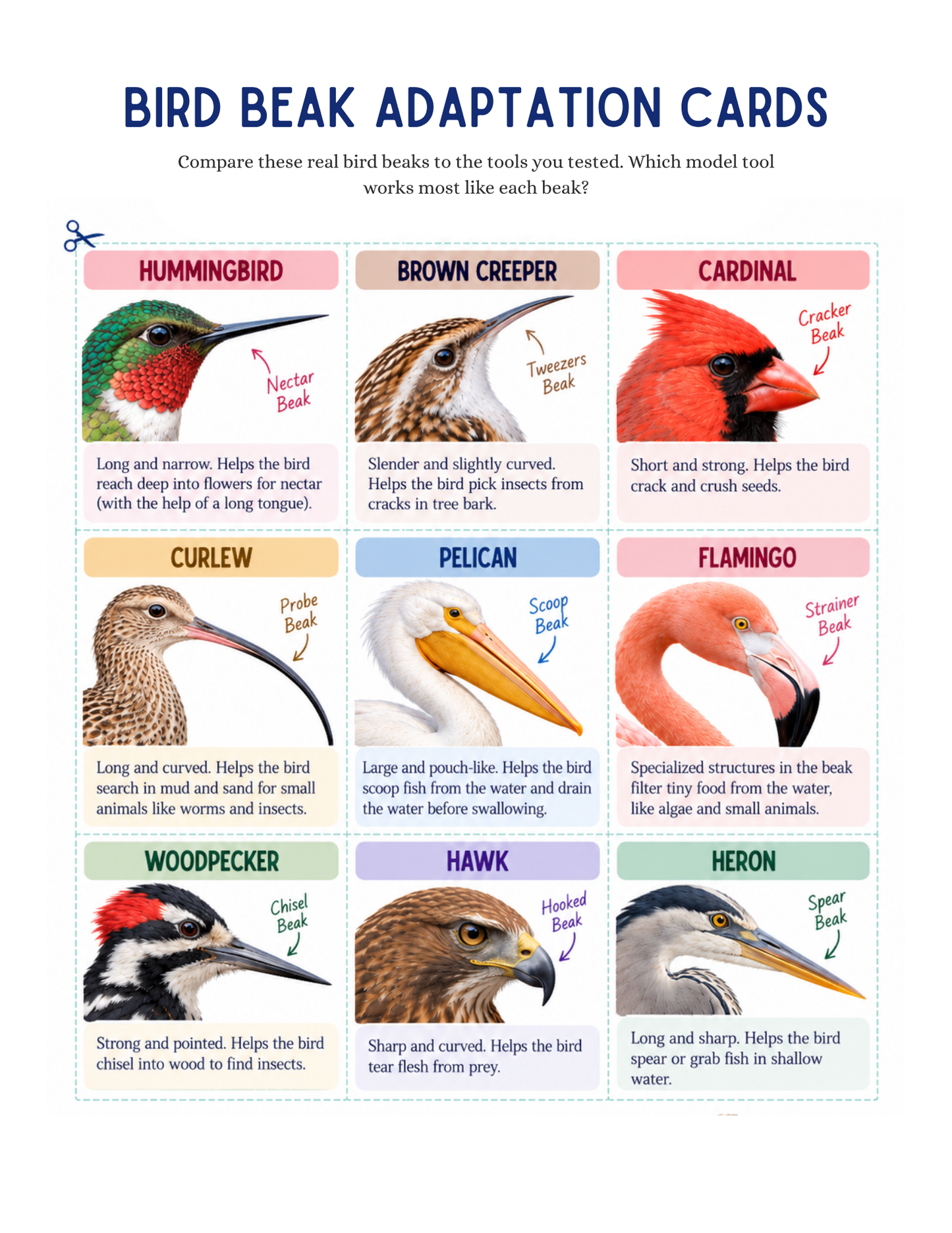 Structural Adaptations & Beak Function - Birds