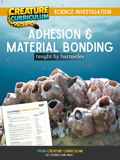 Adhesion and Material Bonding - Barnacles