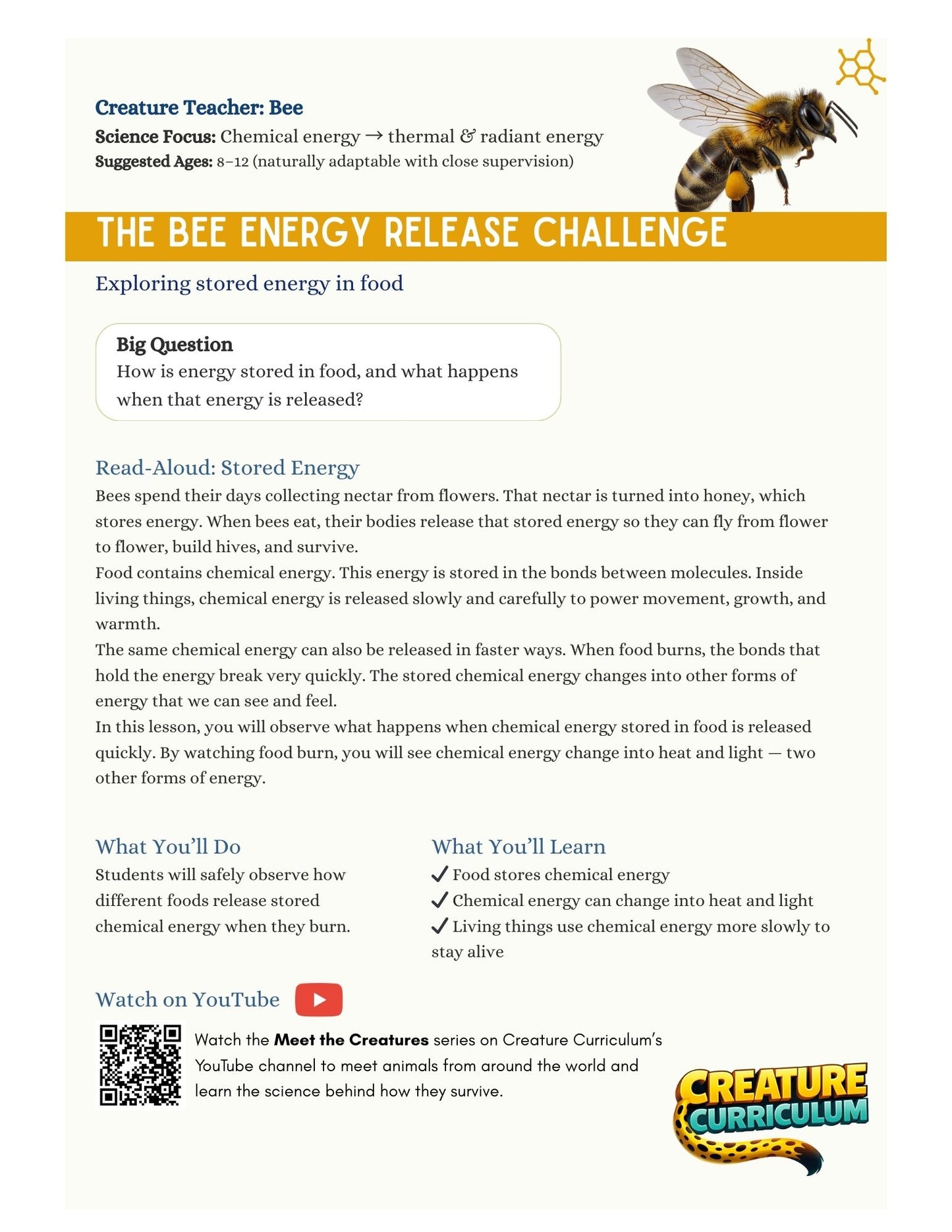 Chemical Energy and Release - Bees