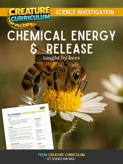 Chemical Energy and Release - Bees