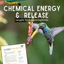Chemical Energy and Release - Hummingbirds