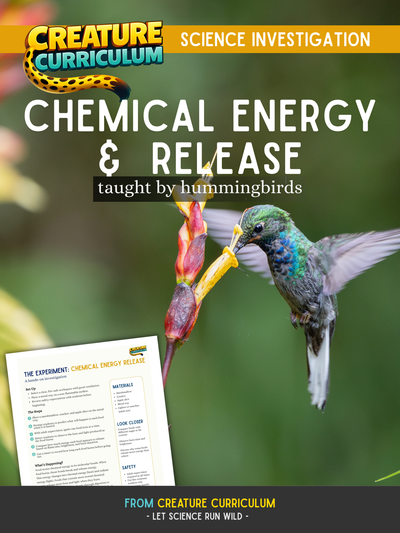 Chemical Energy and Release - Hummingbirds