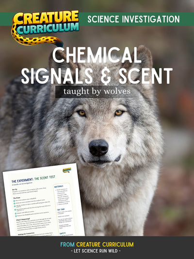 Chemical Signals and Scent - Wolves