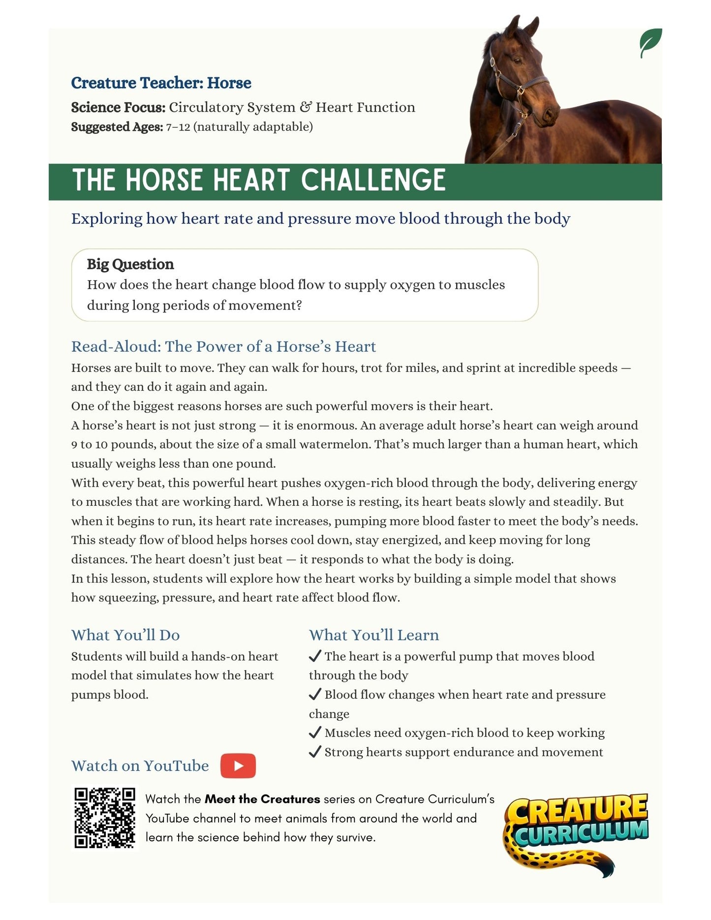 Circulation and Blood Flow - Horses
