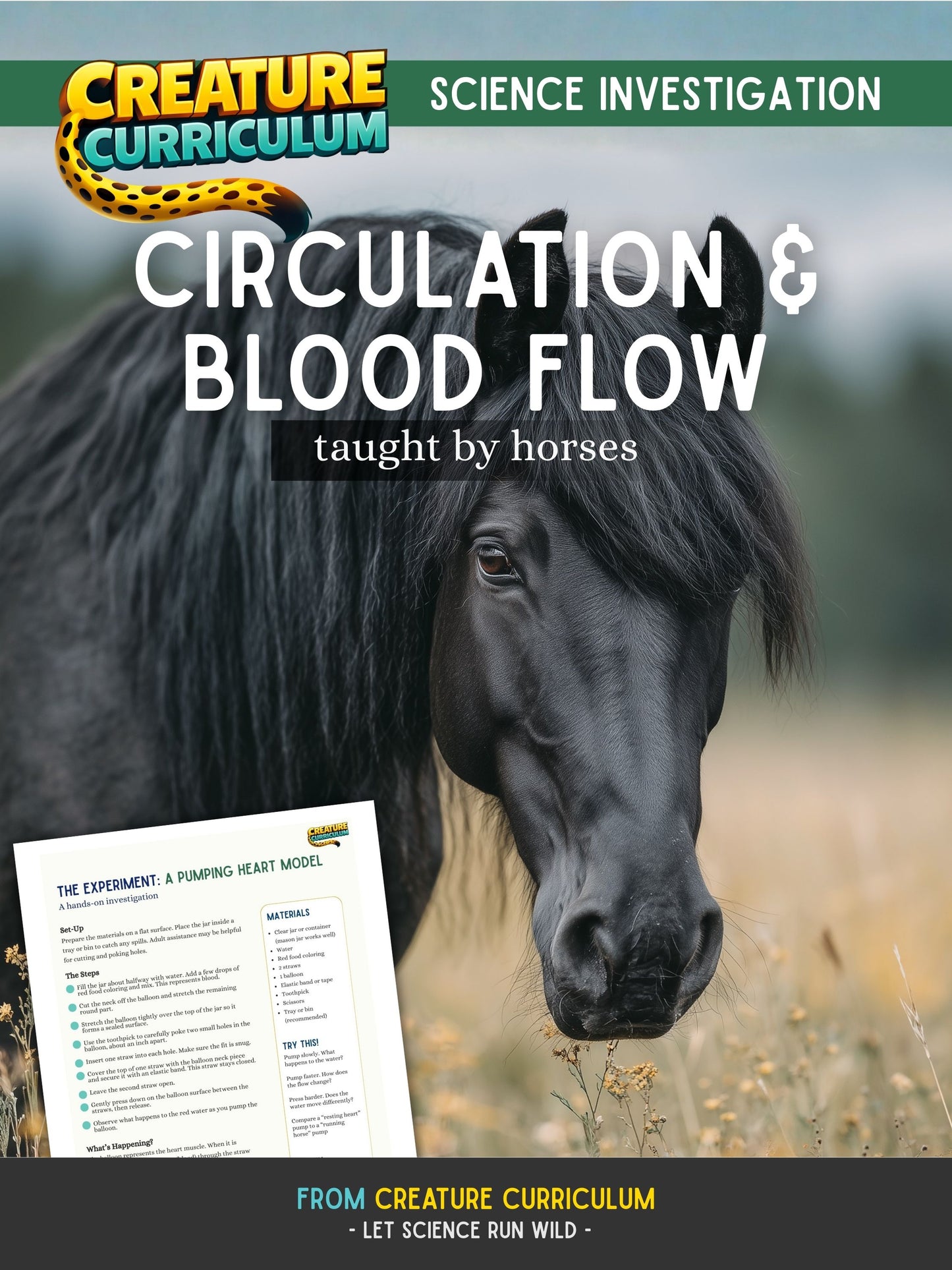 Circulation and Blood Flow - Horses