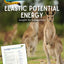 Elastic Potential Energy - Kangaroos