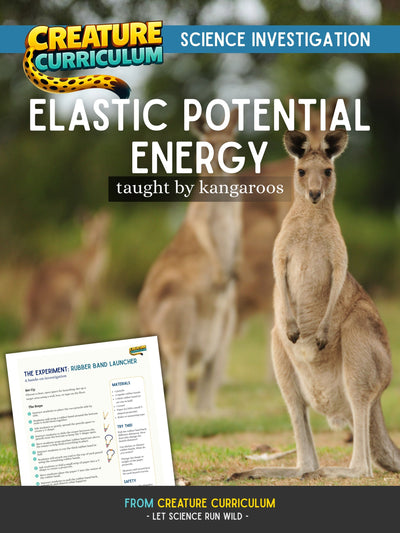 Elastic Potential Energy - Kangaroos
