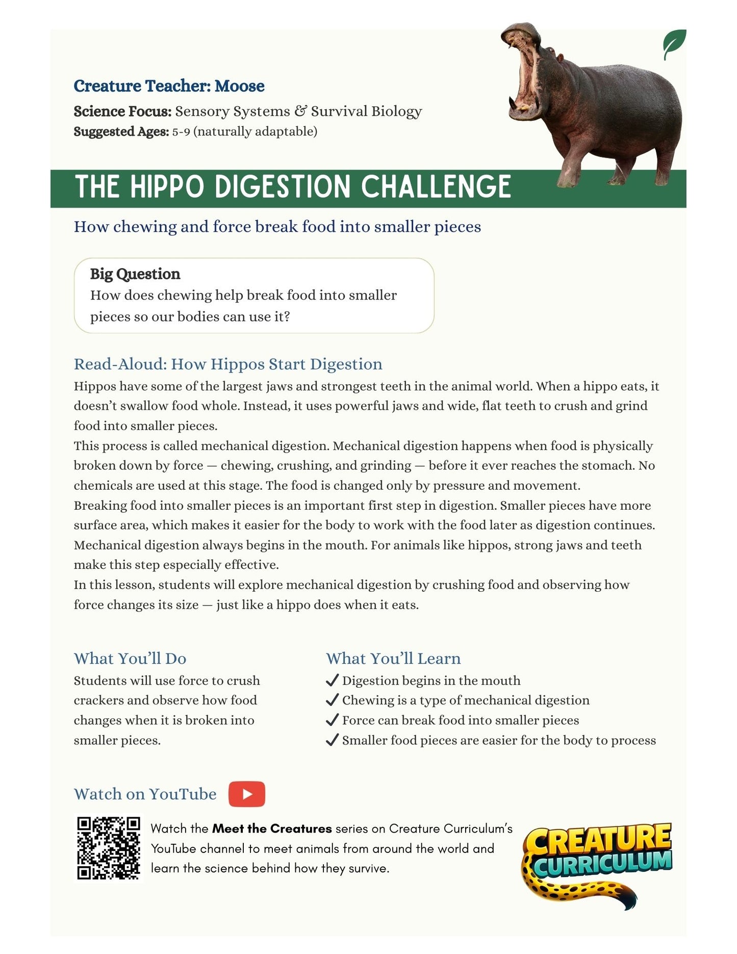 Mechanical Digestion - Hippo