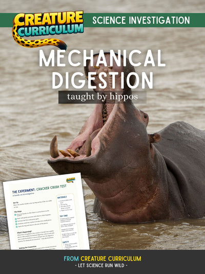 Mechanical Digestion - Hippo