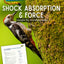 Shock Absorption and Force - Woodpeckers