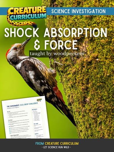 Shock Absorption and Force - Woodpeckers