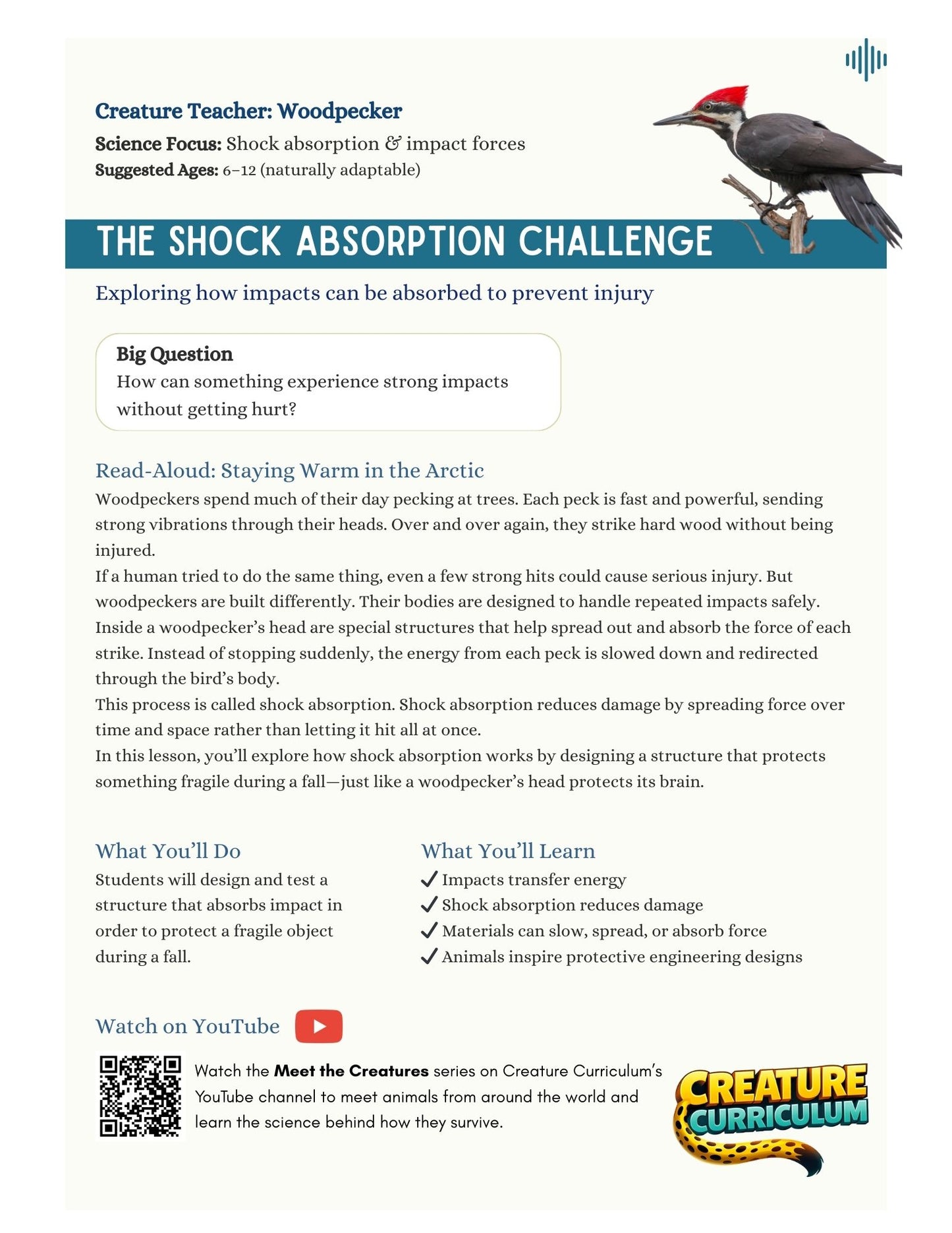 Shock Absorption and Force - Woodpeckers