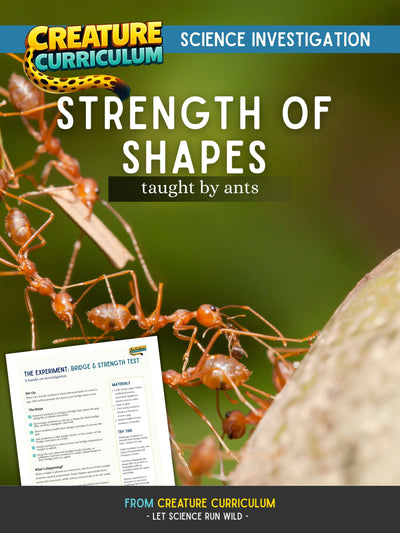 Strength of Shapes - Ants