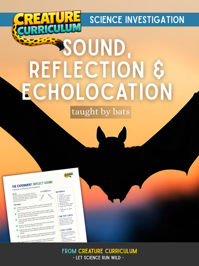 Sound, Reflection and Echolocation – Bat