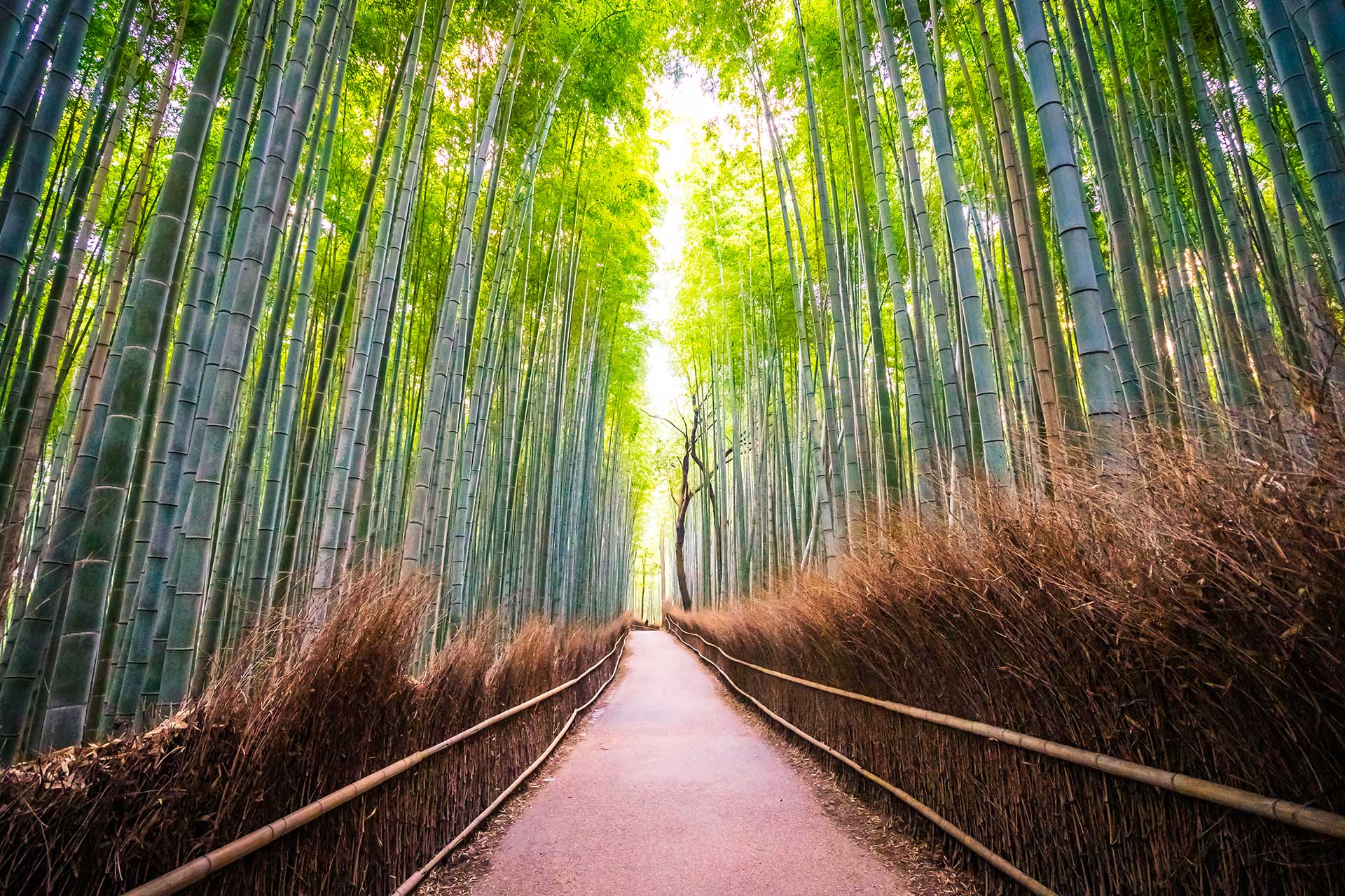 A path through the bamboo forest leading to a tree.