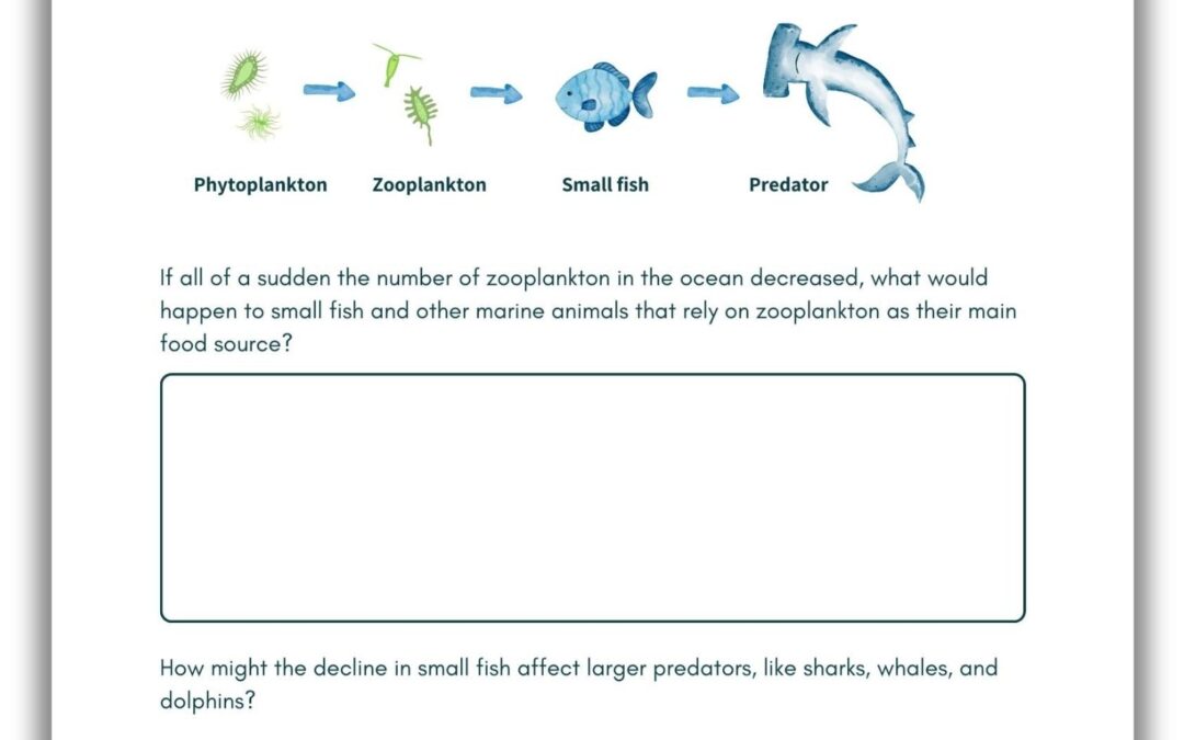 Ocean Food Chain