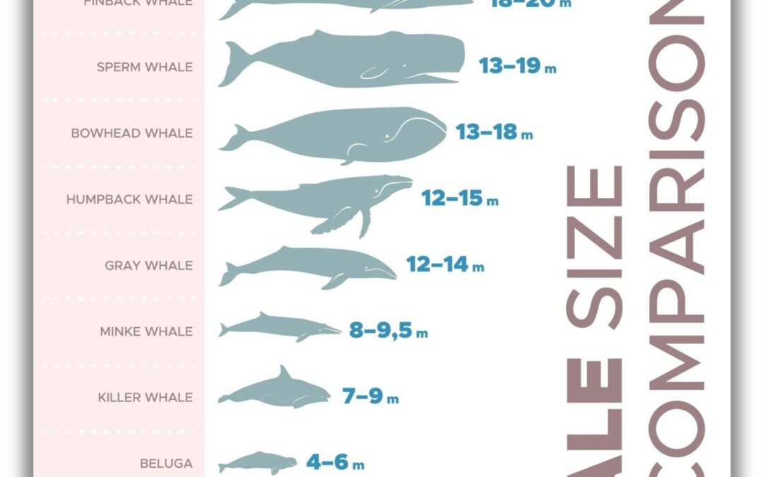 Whale Size Comparison