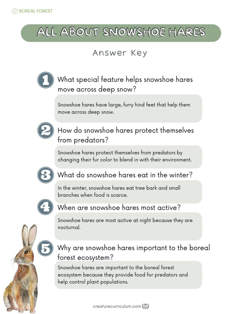 All About Snowshoe Hares