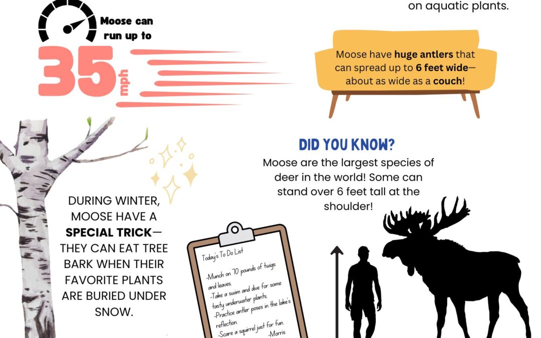 Fun Facts about Moose