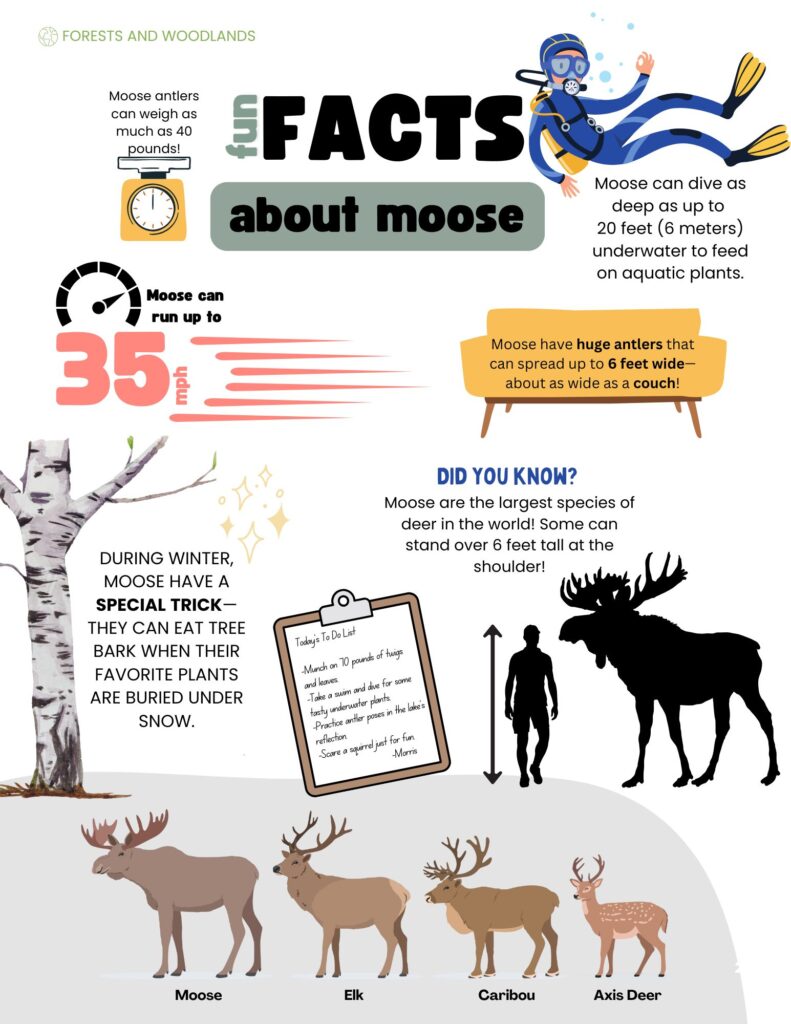 Fun Facts about Moose