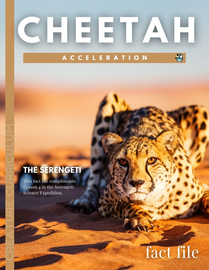 Cheetah Fact File