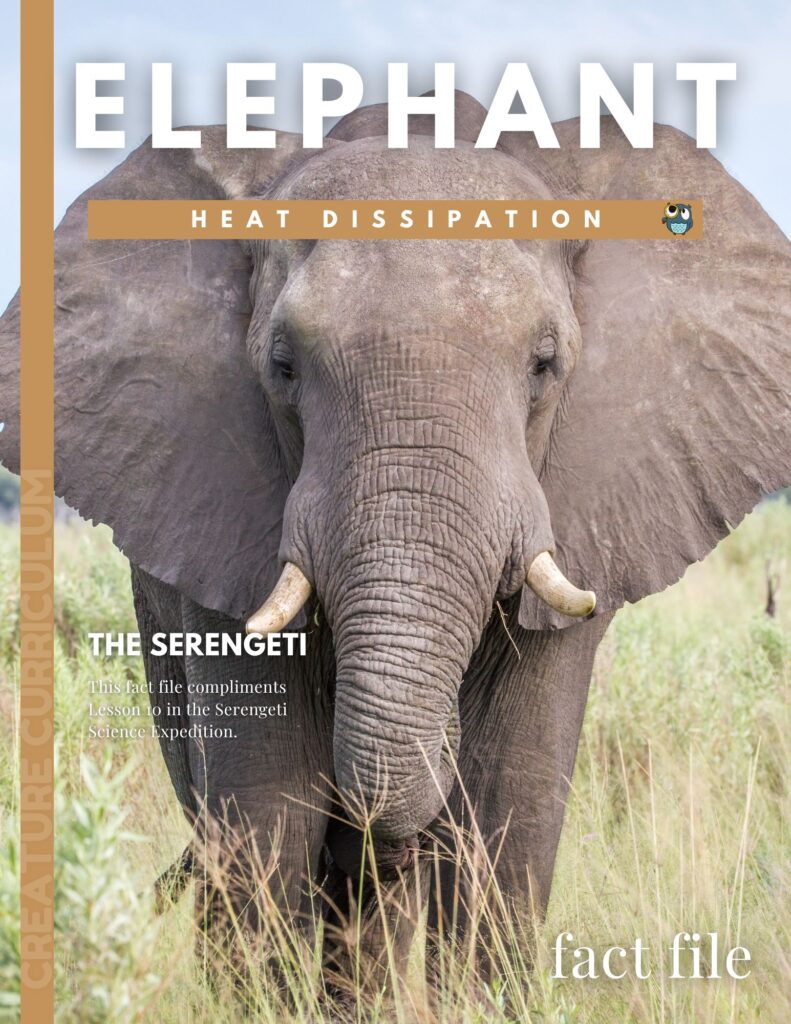 African Elephant Fact File